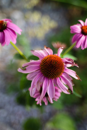 Purple coneflower stem blooming sunny day shallow depth of field 2019