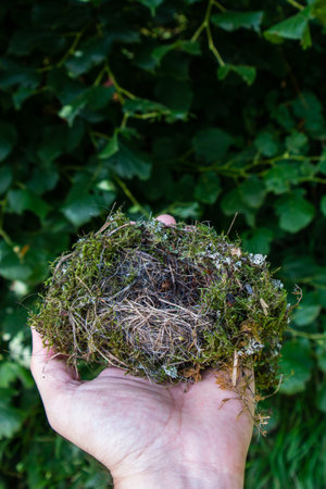 Small bird nest held in palm against green vegetation background 2019