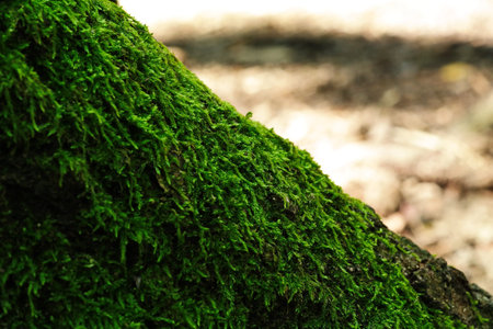 Moss covered tree trunk base close up against bright sun light in the background 2019