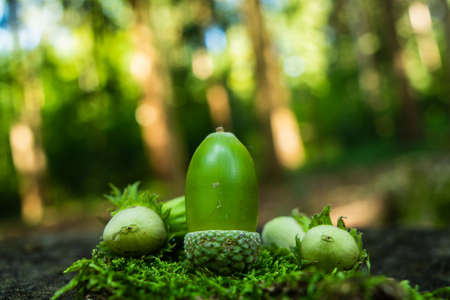 Green acorn on green moss next to some green hazelnuts shallow depth of field 2019の写真素材