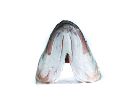 Macro close up shot of a cut of sea bass  head on a plate front view  isolated against pure white background 2019の写真素材