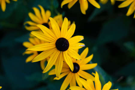 Black Eyed Susan flowers close up shot isolated against blurry green background 2019の写真素材