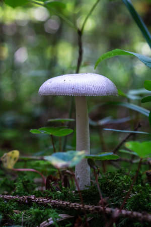 White forest mushroom close up vertical ground level shot isolated against blurry busy green background 2019の写真素材