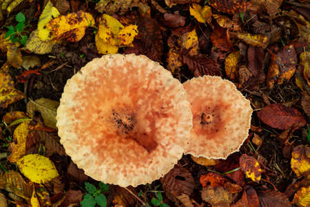 Overhead view of wild forest mushrooms in the autumn season with colourful foliage leaves on the ground in the woods around Zurich city Switzerland  Honggの写真素材