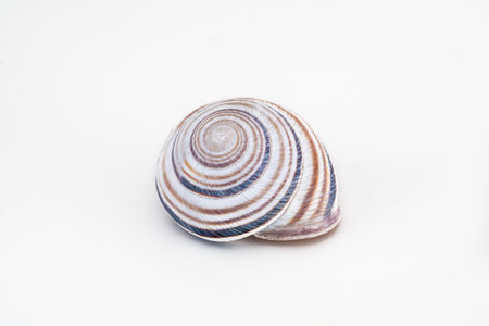 Single gray empty snail shell close up shot with natural colored stripes isolated against bright...