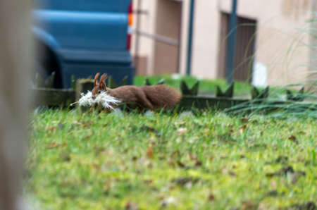Common red Squirrel in a backyard running with reed in its mouth. 2020の写真素材