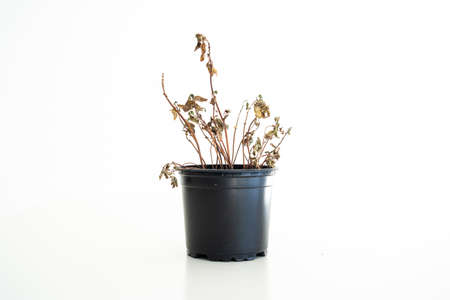 Small black plastic flower pot with a died out dried brown basil plant isolated against white 2020の写真素材