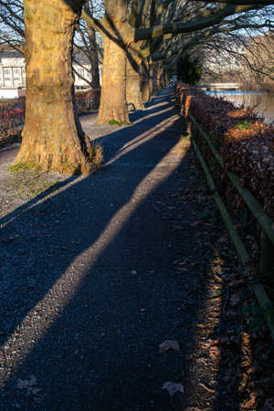 Alley walking path along a river with big trunk trees front lit by sunlight at late noon long shadows cast on the groundの写真素材