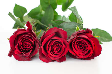 Three stems of Ecuadorian red rose half bloomed with green leaves close up shot front view isolated on white 2020の写真素材