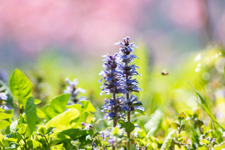 Fresh spring blue flower stem in the green grassy field shallow depth of field warm sunny light 2020