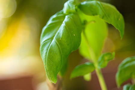 Fresh green aromatic Basil leaf close up shot shallow depth of field day light sunny 2020
