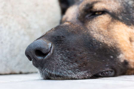 Sleeping young adult German shepherd sheepdog close up head shot low angle.の写真素材