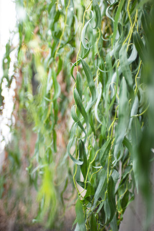 Curly willow tree branches and leaves forming a curtain over a wall.