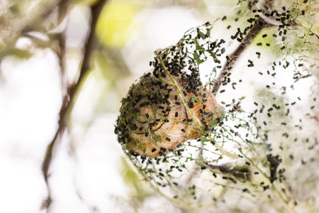 Severe caterpillar silk web infestation on a plum tree close up macro shot.