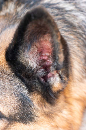 Macro close up shot of inside the earlobe of a young adult German sheepdog.の写真素材