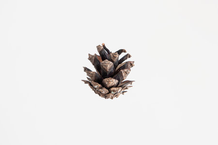Small brown pine tree cone isolated on white close up macro shot.