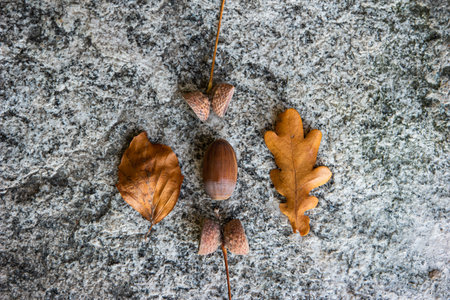 Acorn and brown autumn leaves arranged on concrete top view.