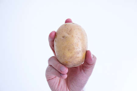 Whole raw potato held by Caucasian male hand close up shot isolated on white.の写真素材