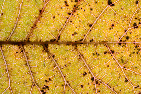 Dry autumn leaf with veins macro close up top view.