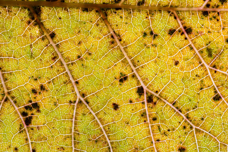 Dry autumn leaf with veins macro close up top view.