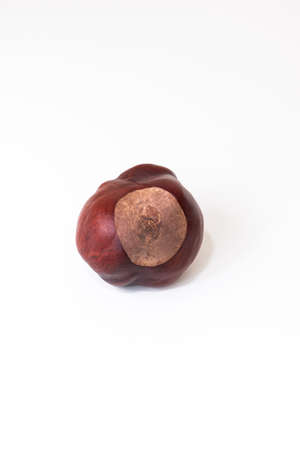 Single raw autumn chestnut macro close up top view isolated on white.の写真素材