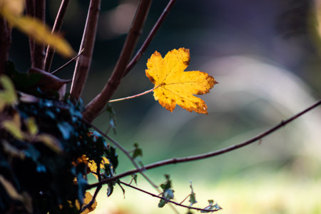 Golden yellow autumn maple leaf on bush branch telephoto shot sunset light shallow depth of field.