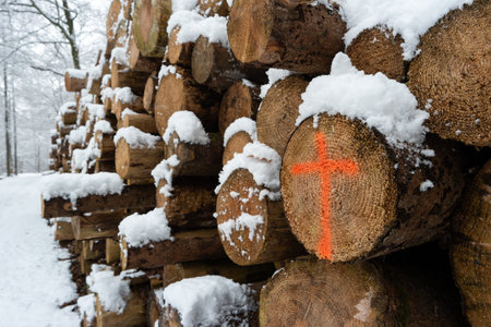 Cut stacked and marked tree trunks covered in snow in a forest pathway Switzerland early December.