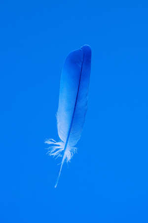 Delicate feather isolated on blue background vertical front view.の写真素材
