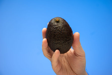 Caucasian male hand holding a ripe brown avocado isolated on blue background.の写真素材
