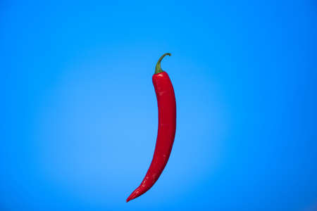 Red fresh raw hot chili pepper close up macro shot isolated on blue background.の写真素材