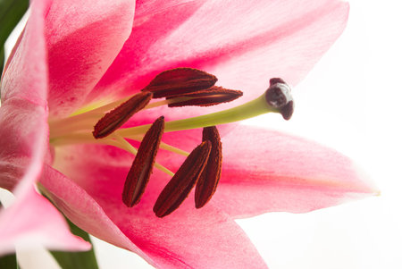 Pink blooming Lilium flower with pistils macro close up studio shot isolated on white.の写真素材