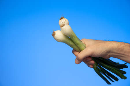 Caucasian male hand holding a bunch of fresh spring onion close up studio shot isolated on blue.の写真素材
