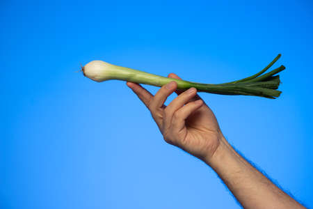 Caucasian male hand holding a fresh spring onion close up studio shot isolated on blue.の写真素材