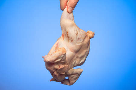 Whole uncooked raw chicken held in hand by Caucasian male hand isolated on blue backgroundの写真素材