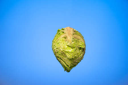 Wrinkled halved green cabbage isolated on blue background.の写真素材