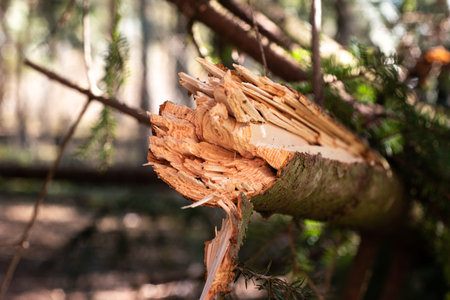 Snapped in half small forest tree trunk close up macro shot shallow depth of field.の写真素材