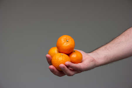 Group of fresh raw mandarin clementines held in hand by Caucasian male isolated on gray background studio shot.の写真素材