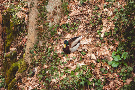 Brightly colored wild duck sitting in the grass close up shot.の写真素材