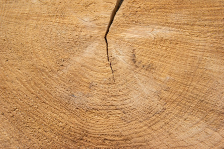 Cut down tree stump wood surface texture with crack running from top to center. Top view.