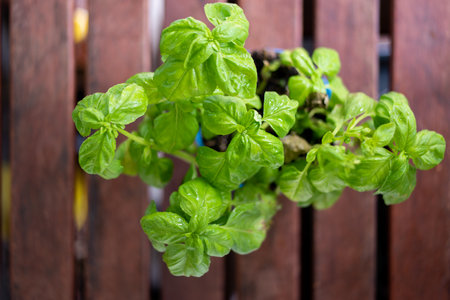 Fresh potted green basil plan set on wooden table top view shallow depth of field.の写真素材