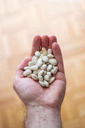 Heap of dry white beans held in palm by Caucasian male close up top view shallow depth of field.