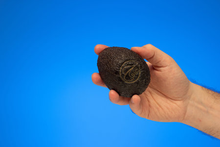 Fresh ripe hot iron branded organic bio avocado held in hand by Caucasian male hand isolated on blue...