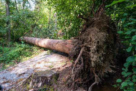 Very large forest tree uprooted after massive storm. Tree stump crater, summer daytime, no people....