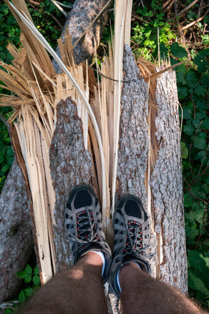 Large forest tree snapped in half after massive storm. Large splinters, summer daytime, no people....