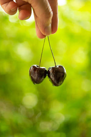 Caucasian male fingers holding red ripe cherries by the stems. Shallow depth of field, green bokeh background.の写真素材