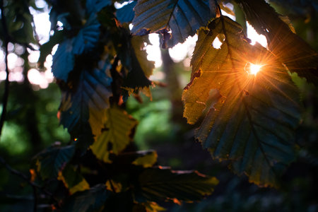 Evening summer sun rays piercing through a worm hole in a forest leaf, close up shot, no people.の写真素材