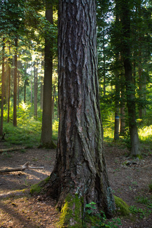 Tree stump with very rugged bark in the forest, close up shot, summer, daytime, no people.