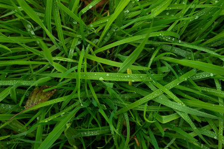 After rain water droplets on green grass blades in a field. Top view, daytime, no people.