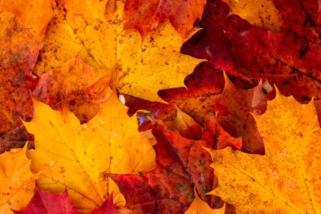 Carpet of colorful autumn leaves. Fall color background, top view, no people.