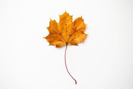 Single golden autumn oak tree leaf on white background. Top view close up studio shot.